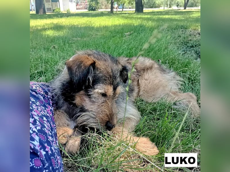 Luko sucht liebe Menschen