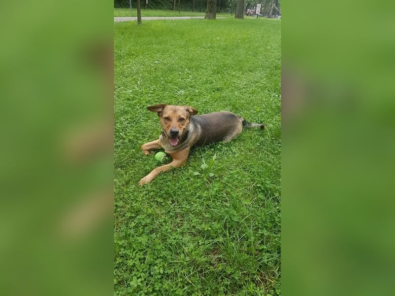 Rüde Pasa sucht seine Menschen