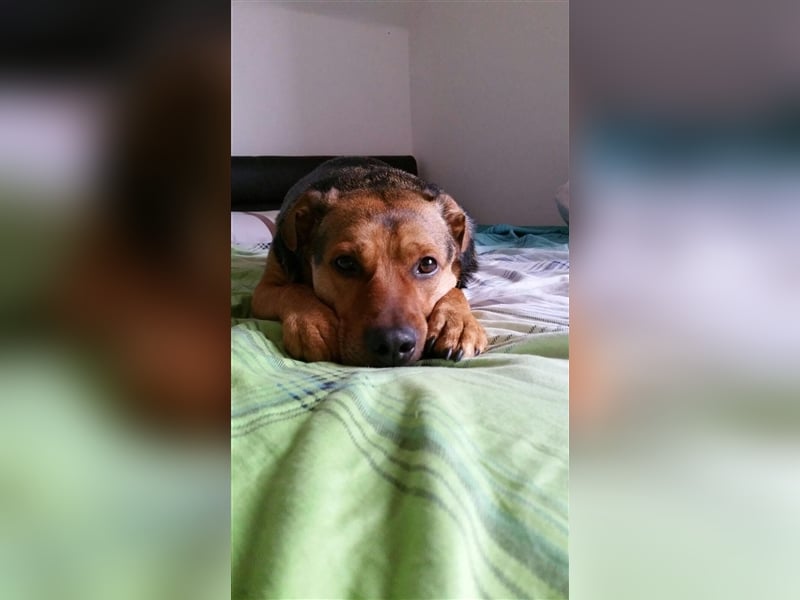 Rüde Pasa sucht seine Menschen