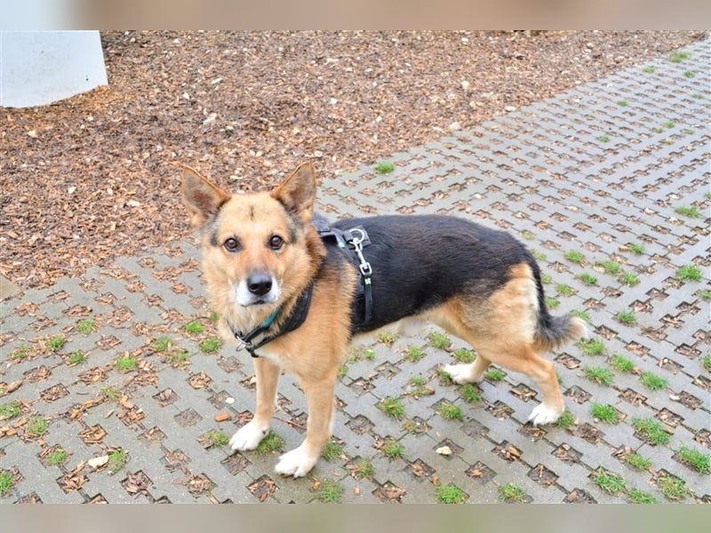 Rüde Leevi sucht liebe Menschen