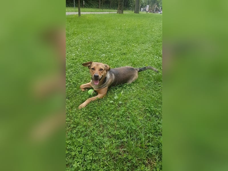 Rüde Pasa sucht seine Menschen
