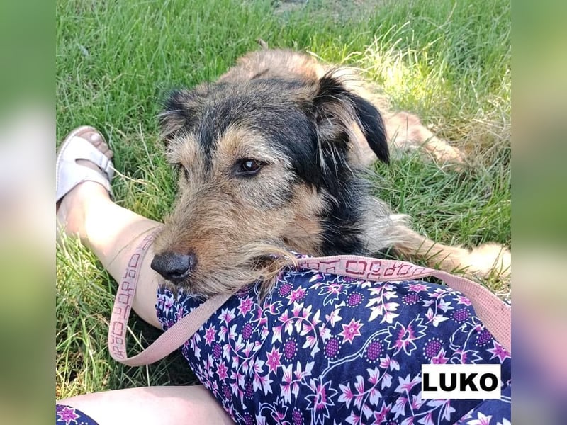 Luko sucht liebe Menschen