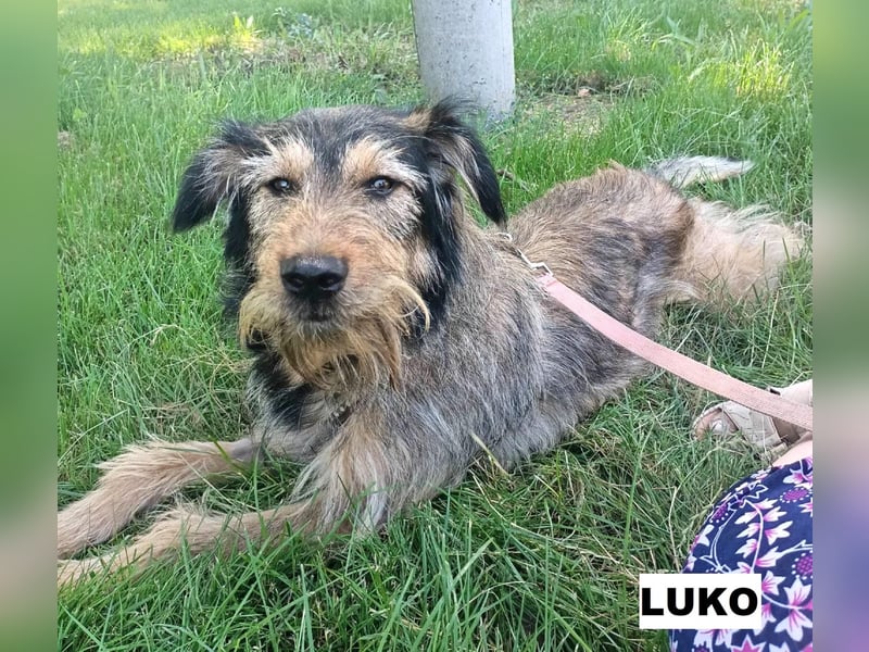 Luko sucht liebe Menschen