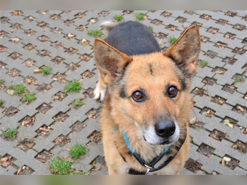 Rüde Leevi sucht liebe Menschen