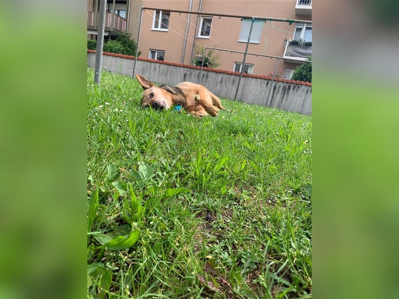 Rüde Pasa sucht seine Menschen