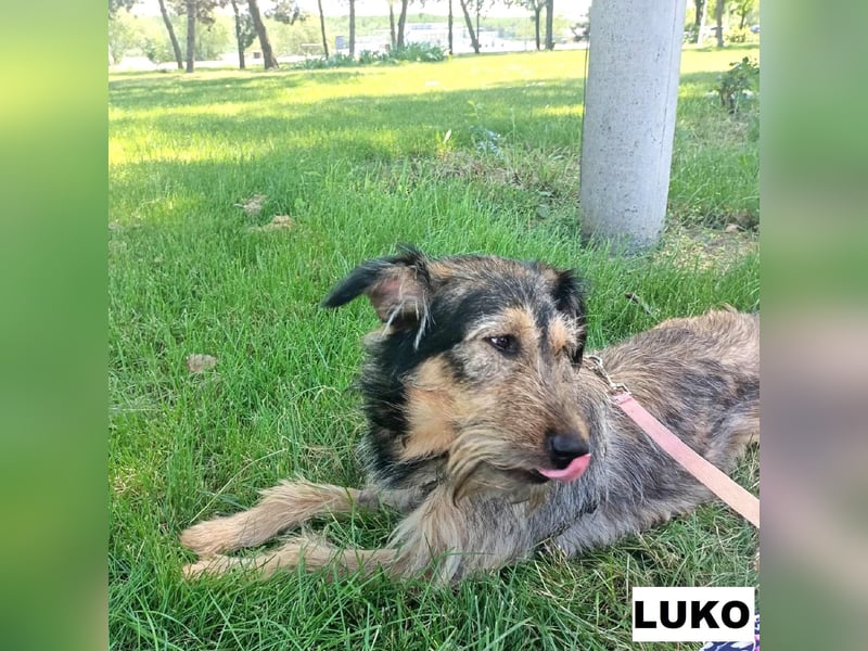 Luko sucht liebe Menschen