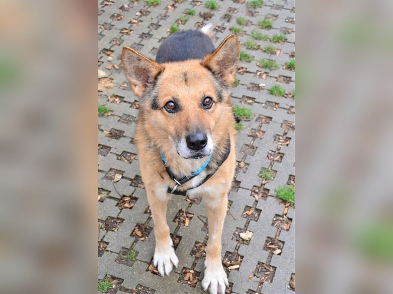 Rüde Leevi sucht liebe Menschen