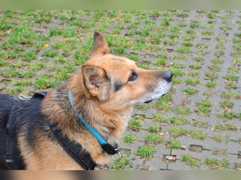 Rüde Leevi sucht liebe Menschen