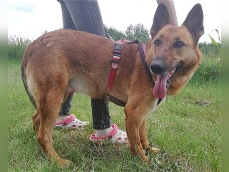 MACI – liebevoller Anfänger- und Familienhund