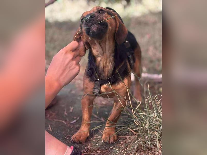 Batman, schüchtern Hund sucht Dich