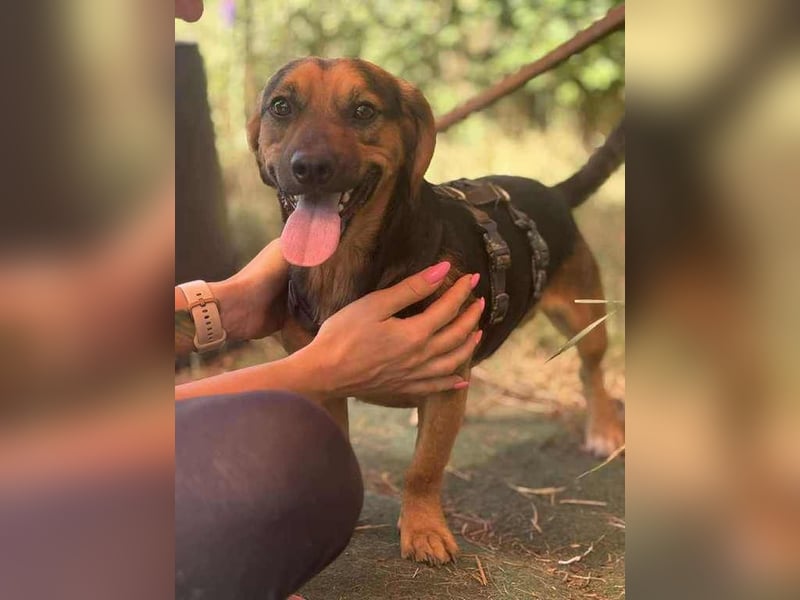 Batman, schüchtern Hund sucht Dich