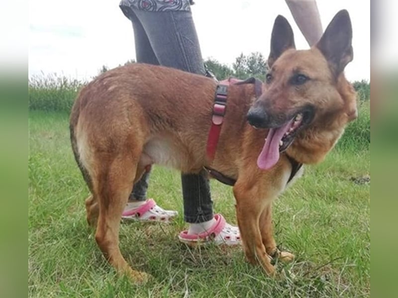 MACI – liebevoller Anfänger- und Familienhund