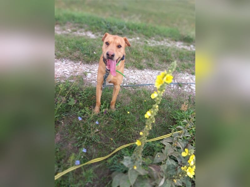 Alf wäre sicher ein tolle Familienhund !