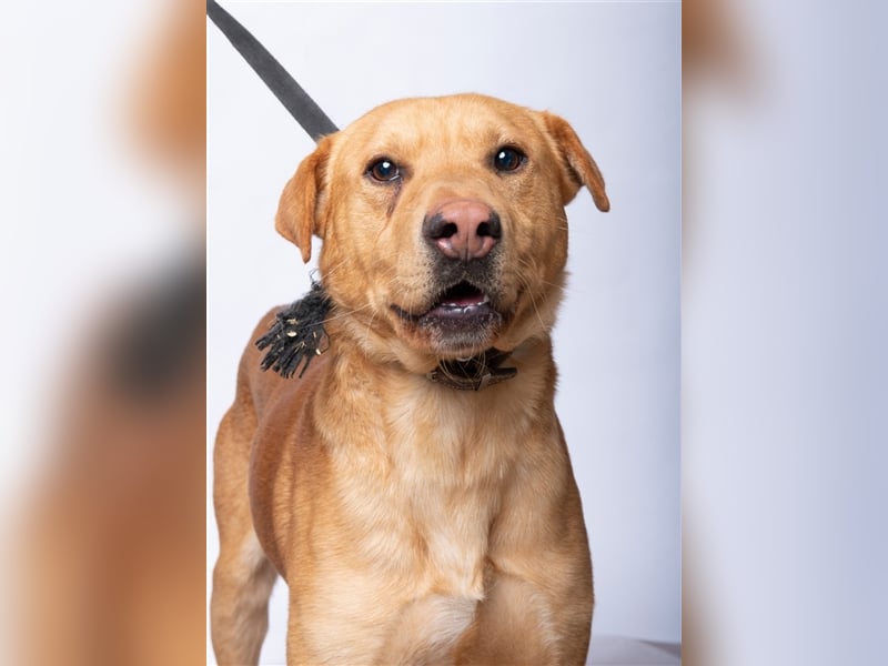 Alf wäre sicher ein tolle Familienhund !