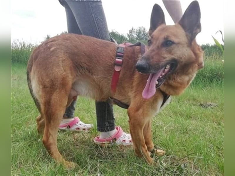 MACI – liebevoller Anfänger- und Familienhund