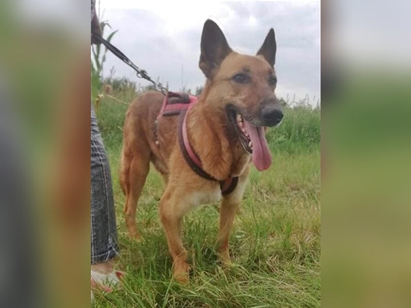 MACI – liebevoller Anfänger- und Familienhund