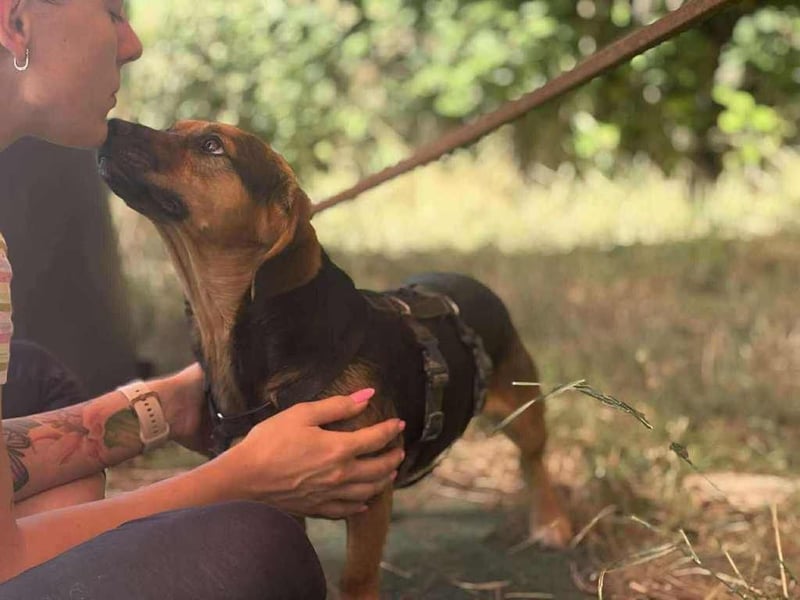 Batman, schüchtern Hund sucht Dich