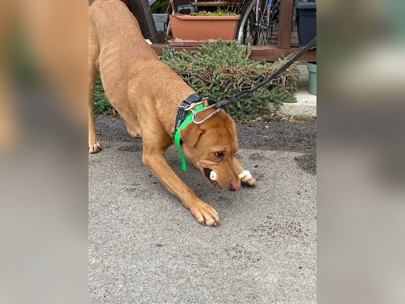 Alf wäre sicher ein tolle Familienhund !