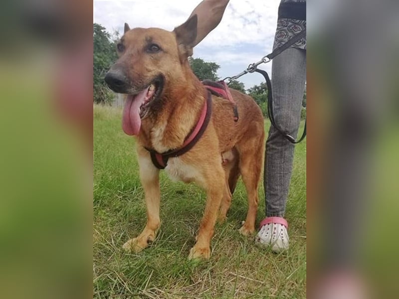 MACI – liebevoller Anfänger- und Familienhund
