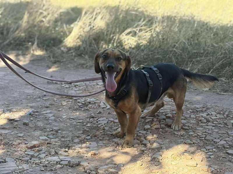 Batman, schüchtern Hund sucht Dich