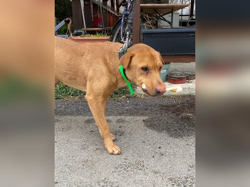 Alf wäre sicher ein tolle Familienhund !