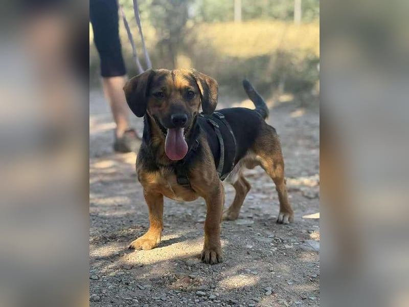 Batman, schüchtern Hund sucht Dich