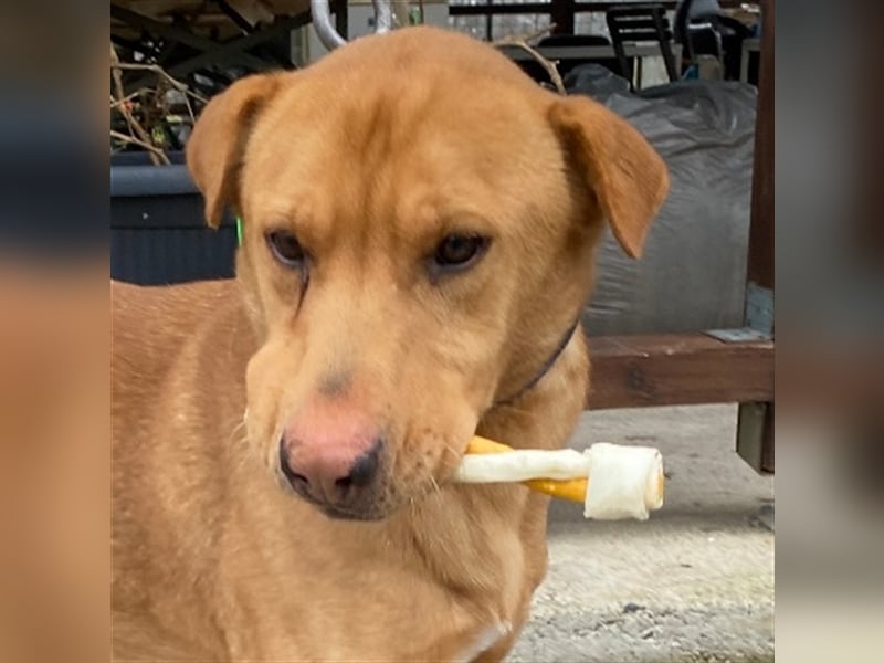 Alf wäre sicher ein tolle Familienhund !