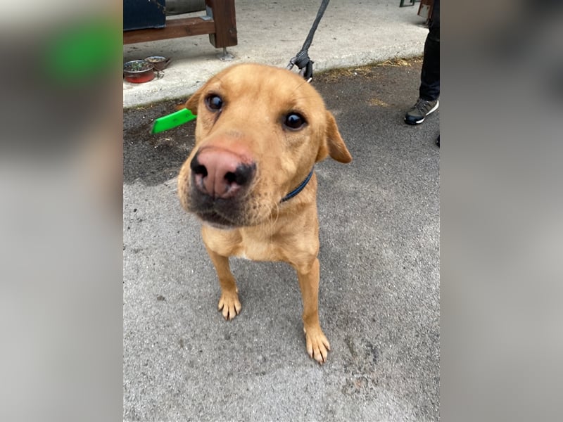 Alf wäre sicher ein tolle Familienhund !