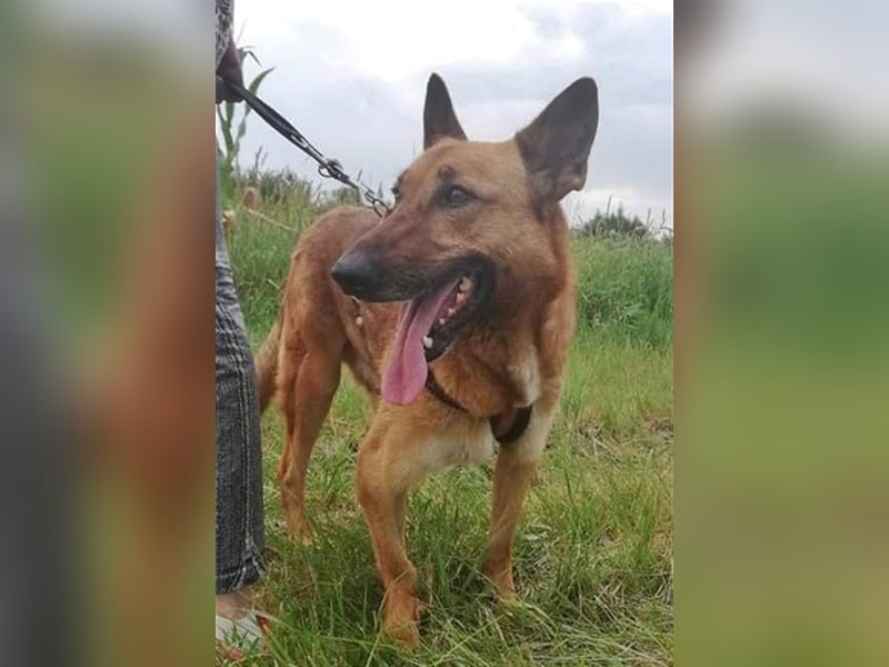MACI – liebevoller Anfänger- und Familienhund