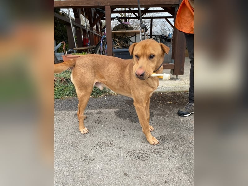 Alf wäre sicher ein tolle Familienhund !