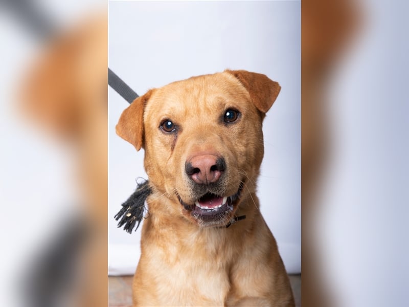 Alf wäre sicher ein tolle Familienhund !