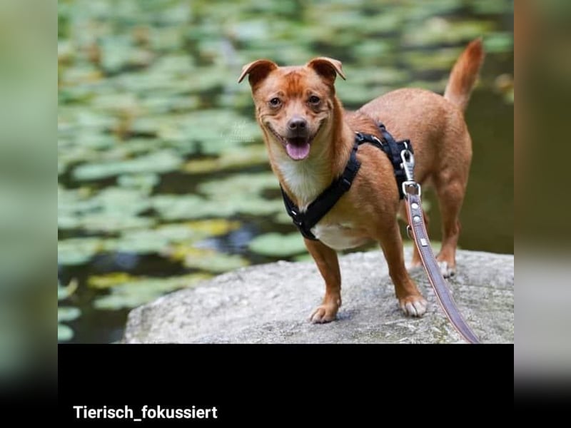 Flo, ein süßer Troll sucht seine Menschen