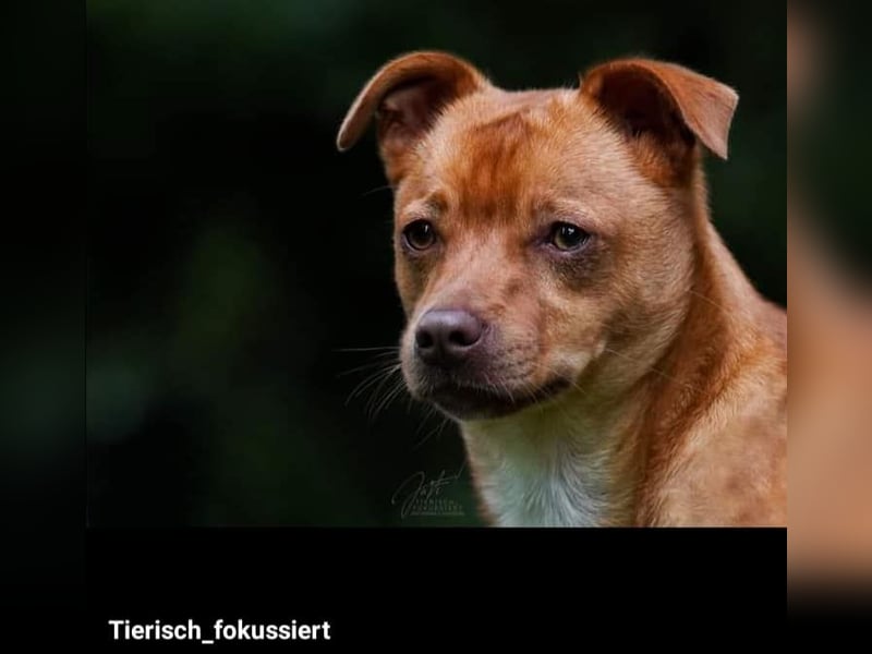 Flo, ein süßer Troll sucht seine Menschen