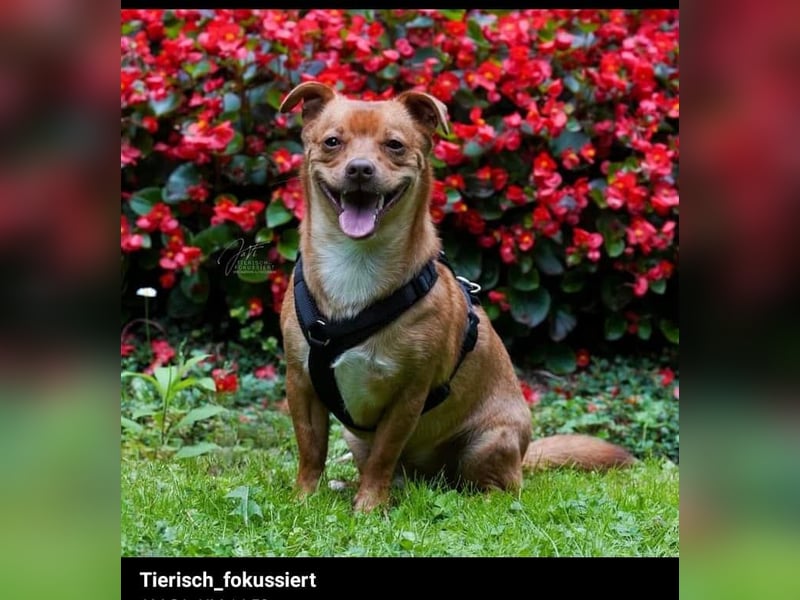 Flo, ein süßer Troll sucht seine Menschen