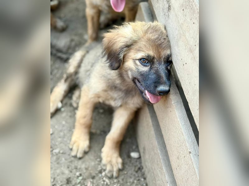 MONTY - kleiner Zuckerbub sucht seine Lieblingsmenschen