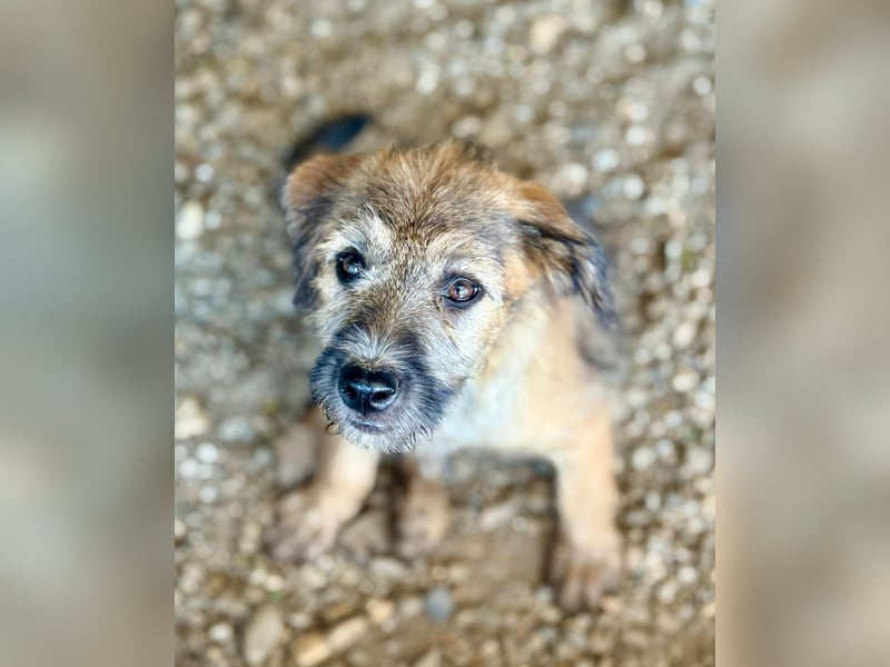 TUCKER - Freundlicher Bub sucht seine Würstchengeber