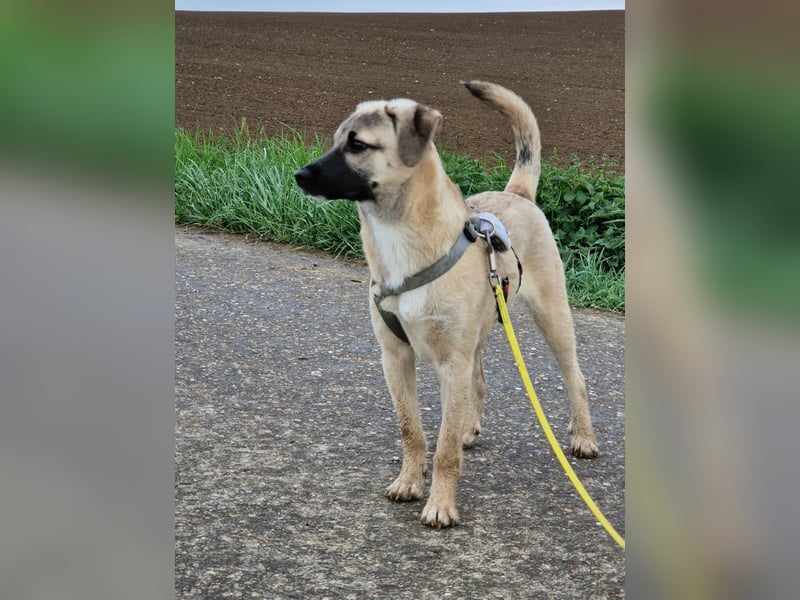 TOMMY - Neugieriger Bub wartet in 74653 Ingelfingen auf Besuch