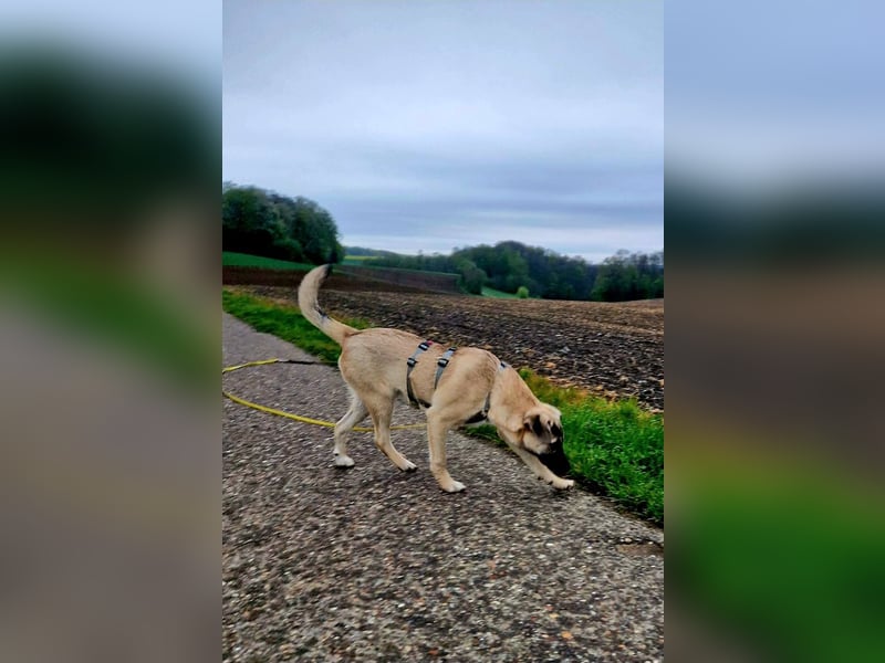 TOMMY - Neugieriger Bub wartet in 74653 Ingelfingen auf Besuch