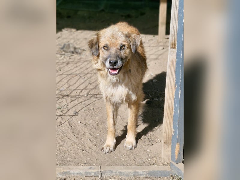 DUKE - 45-50cm, sehr freundlich und aufgeschlossen