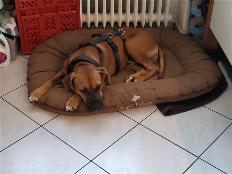 FILOS sucht ein Zuhause