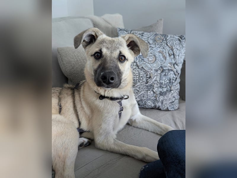HACHIKO - auf PS in 06242 Braunsbedra sucht gemütliches Körbchen