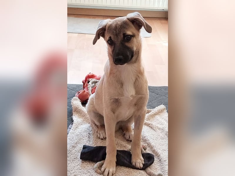 TOMMY - Neugieriger Bub wartet in 74653 Ingelfingen auf Besuch