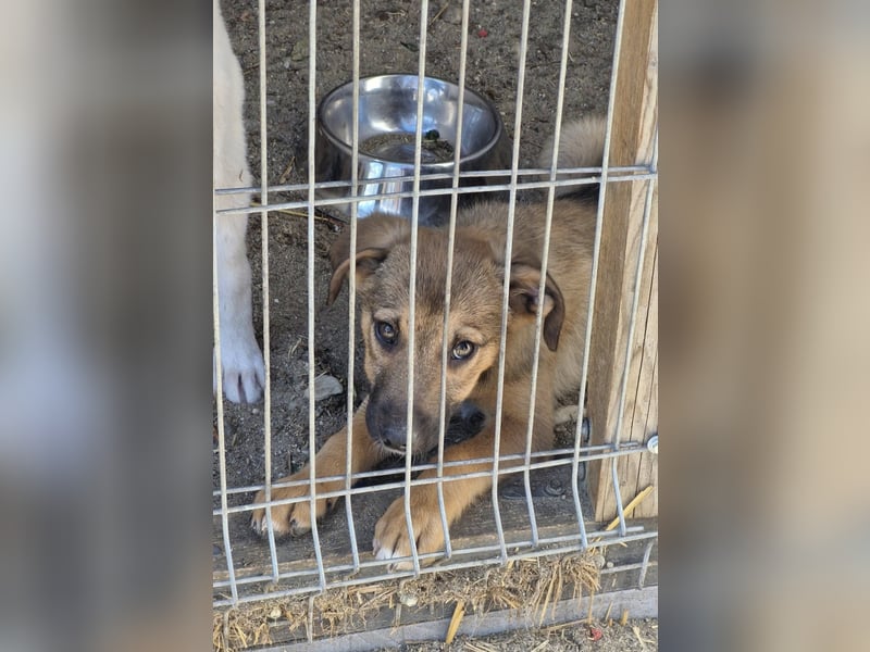 GOOFY - Neugieriger Bub sucht liebevolles Zuhause