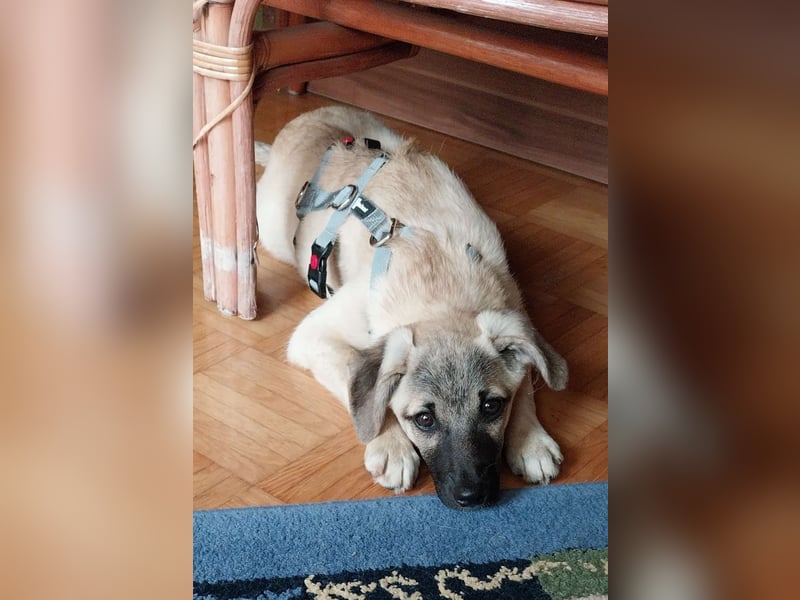 TOMMY - Neugieriger Bub wartet in 74653 Ingelfingen auf Besuch
