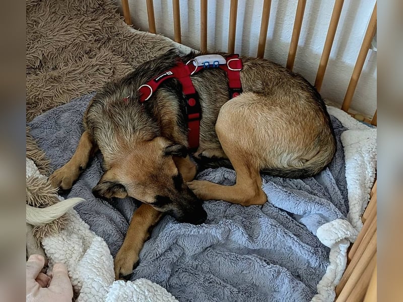 THORIN - neugieriger und freundlicher Bub wartet in 06242 Braunsbedra auf euren Besuch!