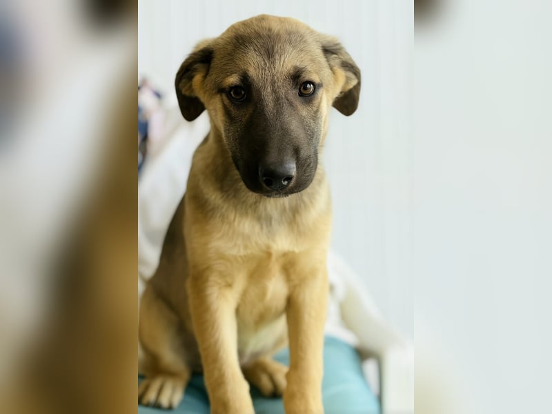 THORIN - neugieriger und freundlicher Bub wartet in 06242 Braunsbedra auf euren Besuch!
