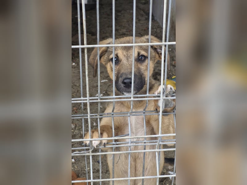 GOOFY - Neugieriger Bub sucht liebevolles Zuhause