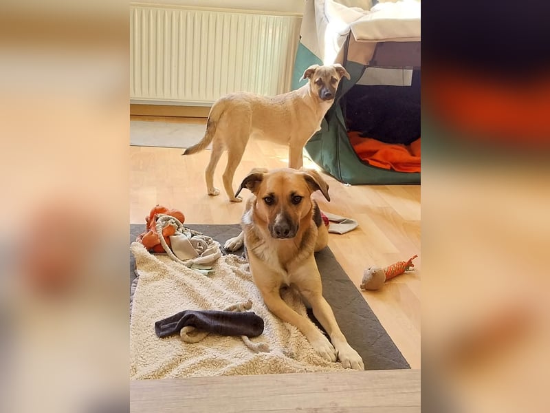 TOMMY - Neugieriger Bub wartet in 74653 Ingelfingen auf Besuch