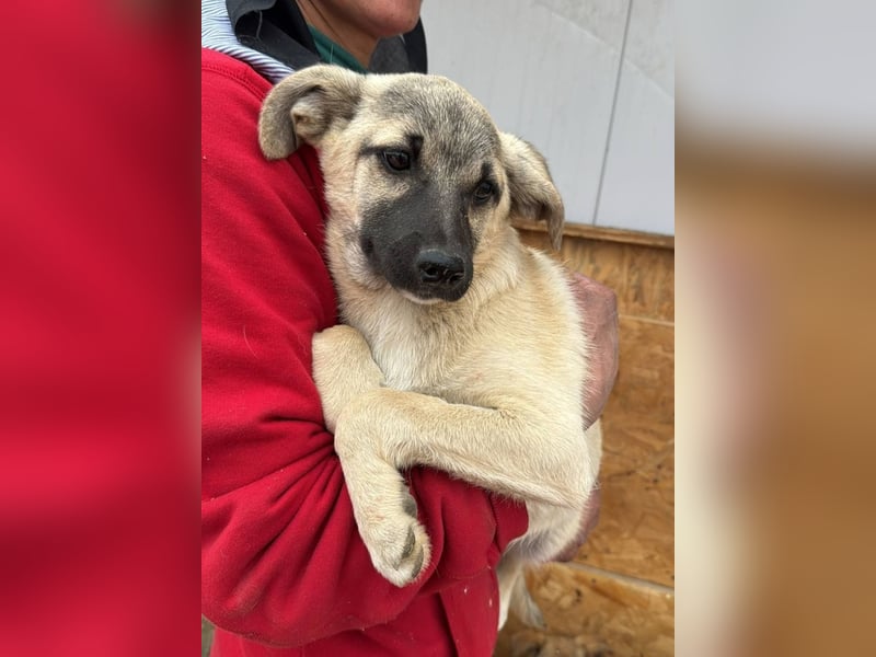 TOMMY - Neugieriger Bub wartet in 74653 Ingelfingen auf Besuch