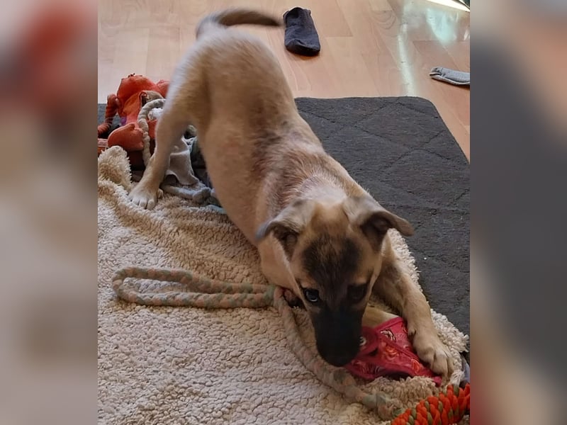 TOMMY - Neugieriger Bub wartet in 74653 Ingelfingen auf Besuch